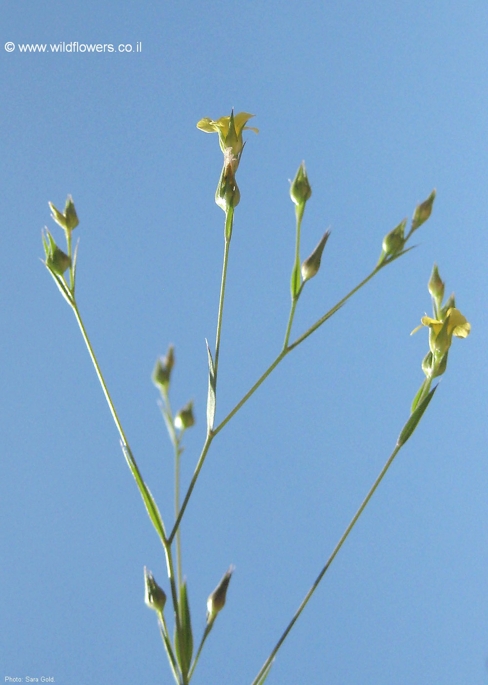 Linum corymbulosum